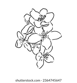 flowering branch of apple tree. Hand drawing in ink, sketch, outline.
