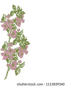 Flowering branch of an apple tree, isolated on a white background. Greeting card. Vector illustration
