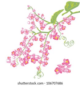 flowering branch bindweed, isolated on white background vector