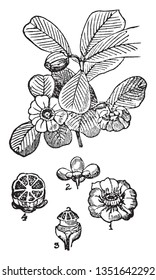 Flowering branch of clusia rosea. Illustrated are1.) Expanded flower 2.)A calyx seen from below 3.) Flower ovary 4.)A transverse section of a fruit, vintage line drawing or engraving illustration.