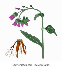Flowering branch of comfrey officinalis on a white background.Root Symphytum officinale.Nature.Medicine.Vector.