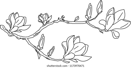 flowering branch drawn by a line