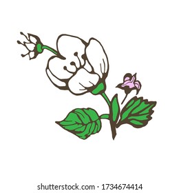 Flowering branch of jasmine seamless pattern. Black white graphics. Pattern.