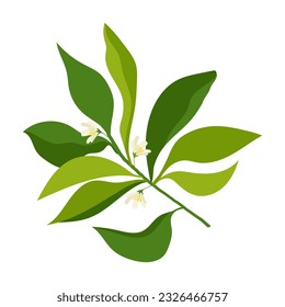 flowering branch of a lemon tree. branch with leaves and flowers on a white background
