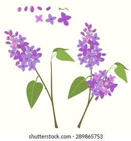 Flowering branch of lilac.