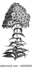 A flowering branch of Phlox Paniculata. It has simple leaves on slender green stems. The flowers are grouped in panicles, vintage line drawing or engraving illustration.