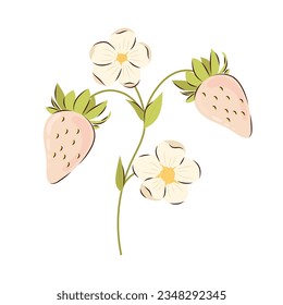 Flowering branch with ripe white strawberries on a white background. Strawberry vector illustration