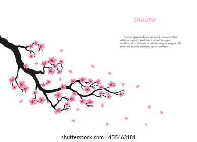 Flowering branch of sakura on a white background. Vector illustration