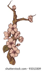 Flowering branch of Sakura. Vector.
