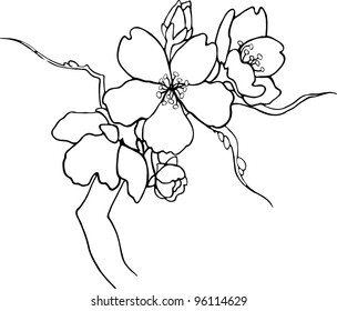 Flowering branch of Sakura. Vector.