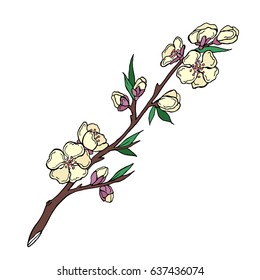 Flowering branch vector illustration. Doodle style. Isolated on white background.
Flowering branch. Cloth, print, design, icon, logo, poster, paper, card, invitation, cloth, wrapping, wallpaper.Eps10

