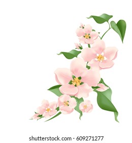 flowering branch. vector pink flowers.