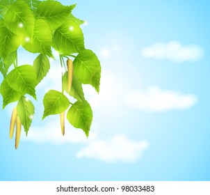 flowering branches of birch trees - spring background