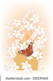 flowering branches of cherry in a basket and butterfly, vector illustration