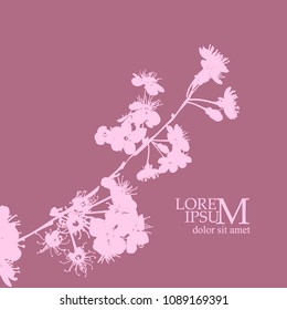 Flowering branches of cherry silhouette. Vector
