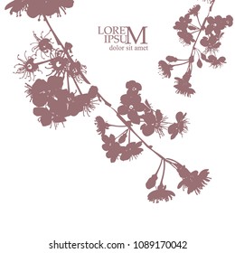 Flowering branches of cherry silhouette. Vector