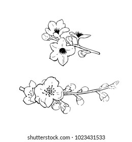 Flowering branches of cherry. Vector sketch  illustration.