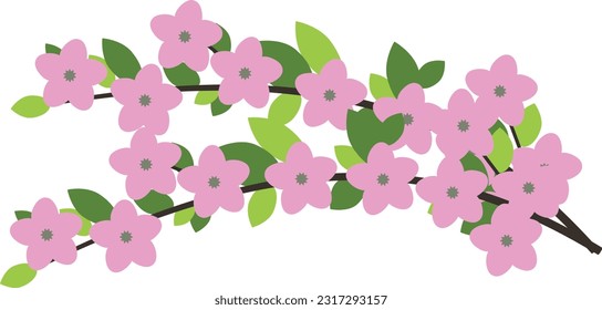 flowering branches with pink flowers