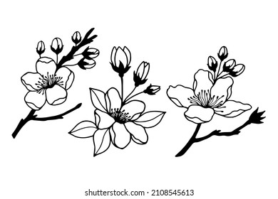 Flowering branches set.Vector stock illustration eps10. Isolate on white background, outline, hand drawing.