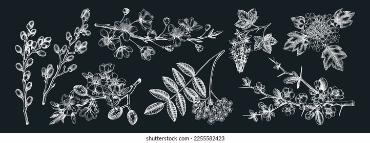 Flowering branches vintage collection. Cherry, almond, willow, rowan, currant, Japanese quince, guelder rose in flower sketches. Botanical vector illustrations of spring trees on chalkboard for print