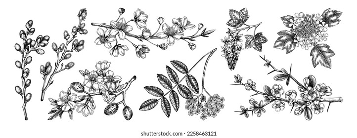 Flowering branches vintage collection. Cherry, almond, willow, rowan, currant, japanese quince, guelder rose in flowers sketches. Botanical vector illustrations of spring trees isolated on white 