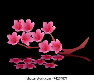 flowering buds of pink cherry blossoms on a black background