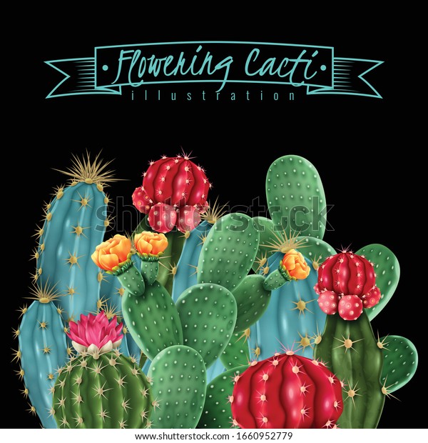 Flowering cacti colorful botanical composition on black\
background including gymnocalycium and pin cushion cactus vector\
illustration  