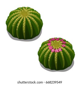 Flowering cactus isolated on a white background. Cartoon vector close-up illustration.