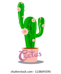 Flowering cactus with lettering in a pink pot
