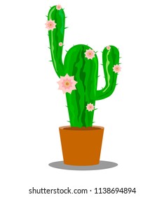Flowering cactus with pink flowers in a pot