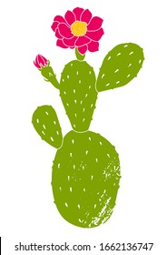 Flowering cactus vector design. Isolated green cactus on a white background. Hand-drawn illustration of a cactus.