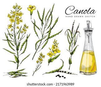 Canola florida, vaina de semillas de canola, flores de canola en una rama, aceite de canola en una botella, conjunto de vector, esbozar ilustraciones coloridas sobre fondo blanco