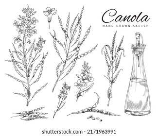 Flowering Canola, Canola Seed Pod, Canola Flowers On A Branch, Canola Oil In A Bottle, Set Of Vector, Sketch Monochrome Illustrations On White Background