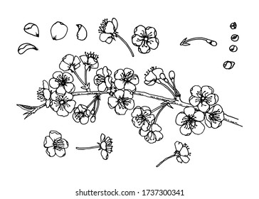 Rama de cerezo con anillos floridos. Sakura floreciente sobre un fondo blanco. Esbozo dibujado a mano de un anillo desde varios ángulos, sus detalles, pétalos, brotes. Estilo Doodle. Ilustración del vector