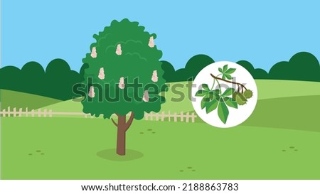 flowering chestnut tree on nature background