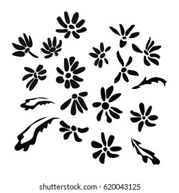 Flowering chrysanthemum flowers monochrome vector illustration