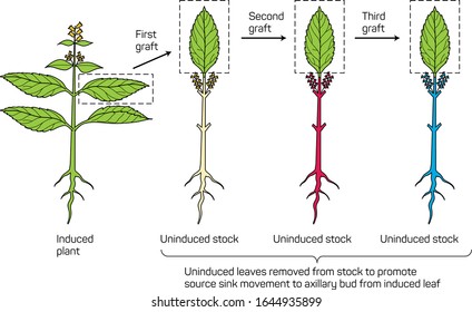 Flowering Control in Plants. Inoculation of the induced leaf into non-induced shoots causes more than one graft to bloom in Perilla.