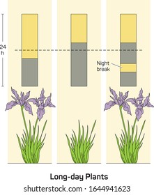 Flowering Control in Plants, Long day plants