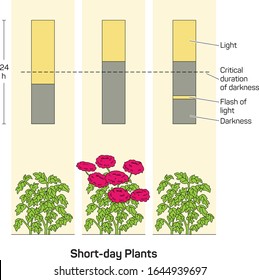 Flowering Control in Plants, Short day plants.