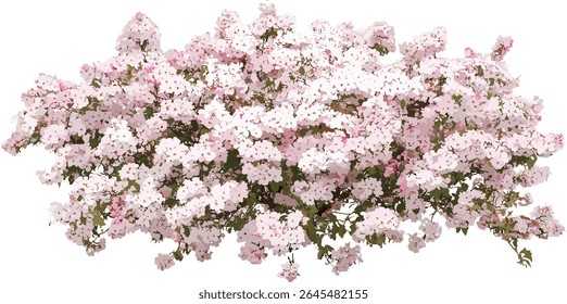 Floração maçã caranguejo Malus, arbusto grande com flores rosa e brancas, isoladas, ilustração vetorial, árvores floridas, paisagem de jardim, arbustos caducos, beleza natural.