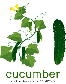 Flowering cucumber plant with fruits and separate cucumber on white background