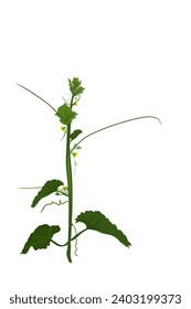 icono de hoja de vid de pepino florido
