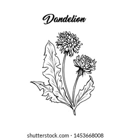 Flowering dandelion freehand vector illustration. Spring honey plant, wildflower outline. Fragile summer flower, Taraxacum leaves and petals monochrome engraving. Postcard, poster design element