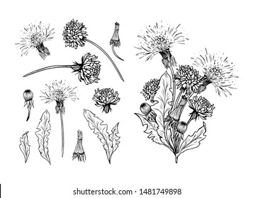 Flowering dandelion freehand vector illustrations set. Spring honey plant, hand drawn wildflower twigs. Summer flower, Taraxacum leaves, buds monochrome engraving. Postcard, poster design element