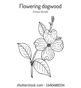 Flowering dogwood (Cornus florida)  state flower North Carolina  Hand drawn botanical vector illustration