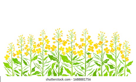 Flowering Field. Vector Canola Set, Mustard Plant. Art Shape Of Green Leaf, Summer Bud, Seed, Yellow Flower On White Background. Farmland In Bloom. Bio Product