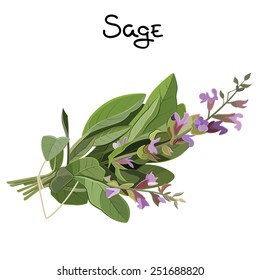 Flowering fresh sage. Sage herb. Vector illustration