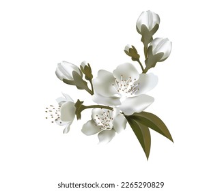 
Flowering fruit branch of apple, pear, cherry or plum. Vector illustration isolated on white background
