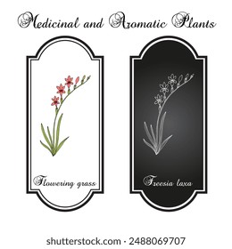 Flowering grass (Freesia laxa), ornamental plant. Hand drawn botanical vector illustration