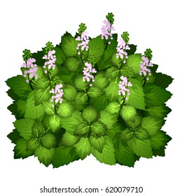 Flowering herbaceous plant isolated on white background. Vector cartoon close-up illustration.